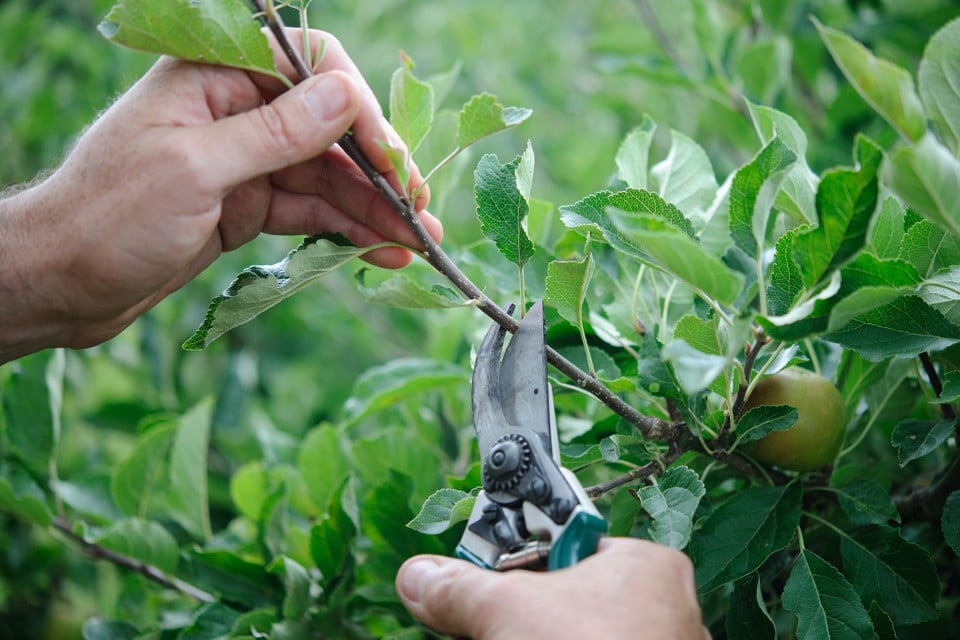 pruning trees and shrubs