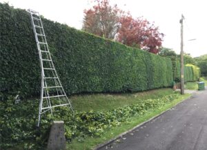 hedge maintenance