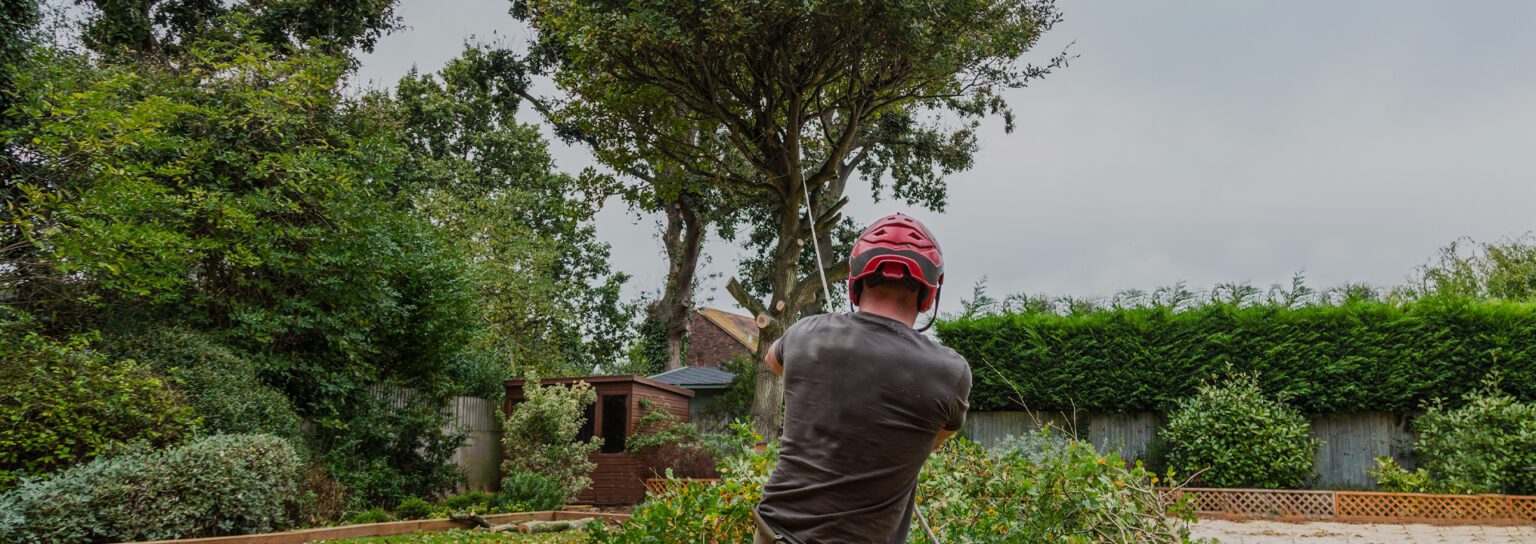 Arborcare Tree Surgeons Expert Tree surgeons in Glasgow, Renfrew